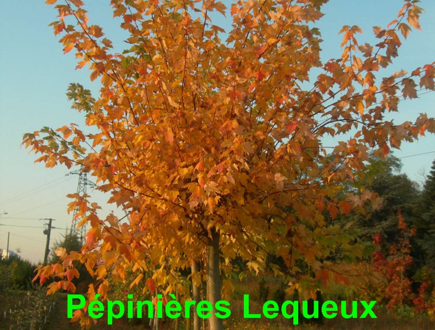 AMELANCHIER DU CANADA